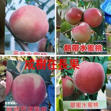 霏霏園藝 水蜜桃類盆栽 (8吋盆) 原價1800元, 1個