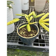 霏霏園藝班 葉棕竹盆栽 觀音竹 棕櫚竹 矮棕竹 常綠觀葉植物, 陶子矮的800元