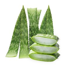 권도영알로에 유기농 생알로에 사포나리아 1kg 식용 먹는알로에, 2kg, 1개