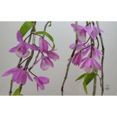 [신라난농원]덴드로비움.아필럼어더스타.석곡.신품종입고.화려한색.핑크색꽃.인기품종.상태굿.고급종.입고.필독뒷사진참고, 1개