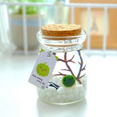 溫馨夢境 綠球藻生態瓶 迷你盆栽 水培植物 微景觀, 奶白大圓100ml瓶1歲1顆