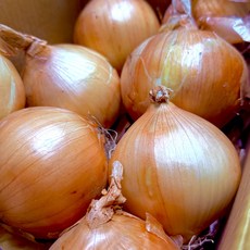 일상곳간 양파 국내산 무안 햇 아삭한 단단한 양파, 1개, 3kg(소)