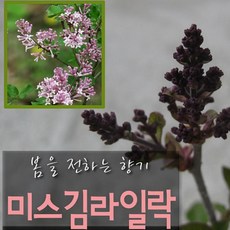 미스김라일락 (향이좋고 노지월동) 지름 15cm 중품 야생화화분 텃밭 재배 식물 키우기 옥상