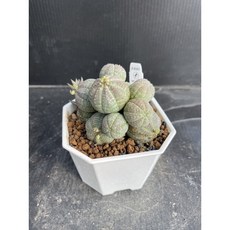 MC多肉園 [嚴選]布紋球群生多肉植物，室內盆栽綠植，易於照護，美化空間，淨化空氣, 1個