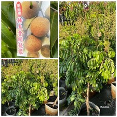 霏霏園藝 大金岡 龍眼掛花