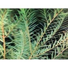 檸檬尤加利精油 分裝罐 產地印度, 1個, 865g-耐酸鹼塑膠罐分裝