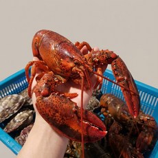 킹콩농수산 캐나다 활 랍스터 항공직송 랍스타 500g 1kg, 1개, 활 랍스터 칙스 500g내외, 1미