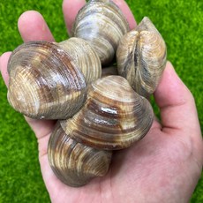 해감완료 자연산 활 백생합 조개 1.5kg 대용량 백합조개, 1세트