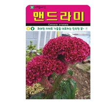 SN월드 씨앗 고급꽃씨 꽃씨앗 (봉선화 채송화 해바라기 코스모스), 고급 - 맨드라미(1000립)