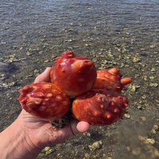 통영특산물 술안주추천 당일조업 통영 활멍게 1kg 3kg 산지직송 신선한 바다향 통멍게, 가성비 통멍게 3kg