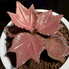 布楚禮 彩葉麒麟 世界樹系列 491