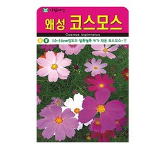 왜성 코스모스 씨앗 꽃 씨 종자, 2개