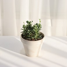 갑조네 은사철(소품) 실내공기정화식물 사철 나무 화분, 2개, 단일