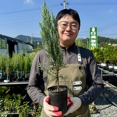 다목농원 문그로우 40cm 이상 120L 포트묘 화분묘 향나무 침엽수, 40cm 이상 포트묘
