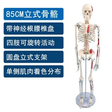 모형 두개골 전신 뼈 45 85 85cm 해부학, D.C 수직 85cm, 1개