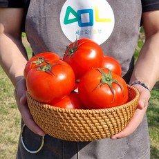 완숙 토마토 찰토마토, 3kg 4-5번과, 1박스