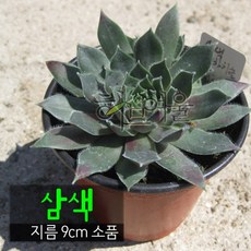 삼색 바위솔 (노지월동) 지름 9cm 소품 다육화분 (좋은흙만 사용한 건강한식물), 1개, 상세페이지 참조