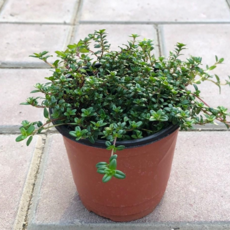 백리향 노지월동야생화 허브, 1개