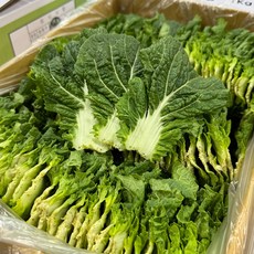 농진사 쌈배추 국내산 특품, 1개, 2kg