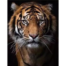 실십자수 근엄한 호랑이 야생 맹수 프린트 도안 패키지, 3가닥자수 40X50면사, 1개