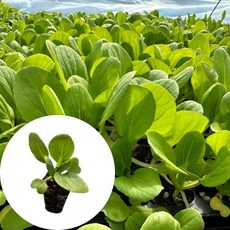 새마을총각 청경채모종, 2개