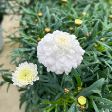 순백색 더블꽃 더블화이트 목마가렛 10센치, 1개, 화이트