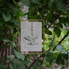 若兮押花壓花器壓花板植物標本製作工具套裝，手工DIY自製乾花，輕鬆體驗押花樂趣, 1個, 長方形黃銅玻璃標本夾  16.5*20.