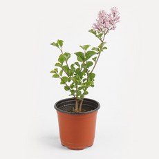 갑조네 미스김라일락 팔라빈라일락 라일락꽃 노지월동, 1개