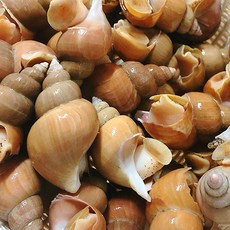 [산지직송_경상북도 구룡포] 연안에서 조업한 싱싱한 활 백고동(백골뱅이), 백고동 소 1kg (35-45미), 1개