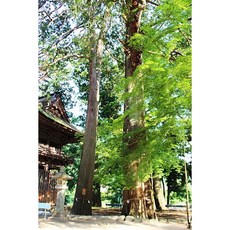 新檜木精油30ml，清新木質香氣，舒緩壓力，淨化空氣，營造舒適放鬆氛圍, 1個, 30, 清新木質香氣