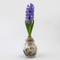 갑조네 히아신스 수경재배 세트 구근식물, 히아신스(흰색), 미니화병+조약돌(400g)+크림끈(170cm), 1개