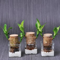 가꾸지오 공기정화 수경식물 행운목3p+사각미니글라스3p, 1세트