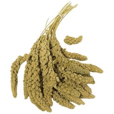 스프레이 밀렛 앵무새 간식, 1개, 500g