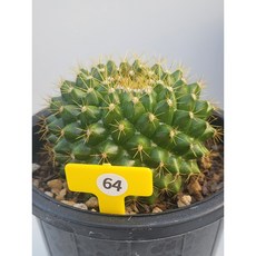 [가람다육] 금양환 선인장, 1개, 금양환64