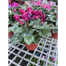 霏霏園藝 仙客來 3吋盆栽, 3吋特價120元