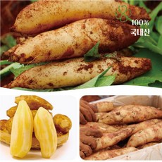 청원농산 햇야콘 5kg 10kg, 상품(갈라짐있음) 10kg, 1개