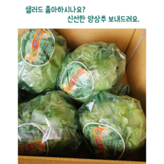 [임가네농산] 국내산 양상추 포장 양상추 양상추 3통 양상추 6통 양상추 박스 국산 양상추, 3개, 350g