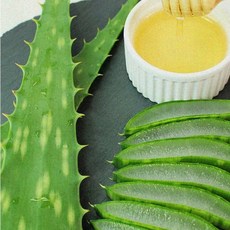 신선한 생알로에 1kg 먹는 식용 알로에 사포나리아 잎, 1개, 1정