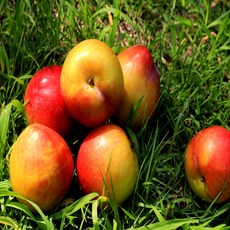 일등농수산 프리미엄 고당도 노지자두 추희자두, 1개, 1kg 대사이즈