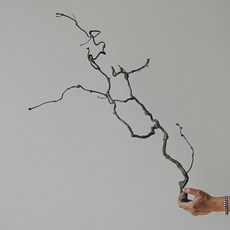 용대추고목, 용대추고목(1p), 1개