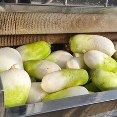 특품 국산 제철 세척 햇무 무우 월동무 농장 산지직송, 1개, 5kg 내외(2~4개 내외)