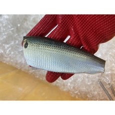 [산지직송]통영 자연산 활 전어(전어구이 500g 전어세꼬시 300g 전어순살 250g), 1개, [급냉]전어세꼬시용300g