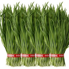 국내산 싱싱한 햇 부추 정구지 묶음, 1개, 2.4kg