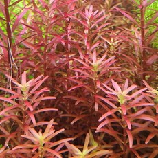 로탈라 블러드레드 10촉, 1개