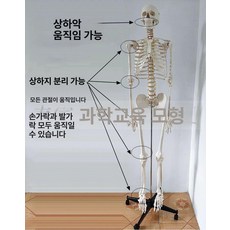 인체 모형 해골 뼈 해부학 대형 교육용 실습용 인체모형, 여성 뼈