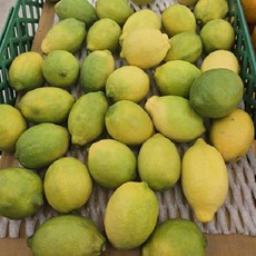 자연가득 무방부제 무코팅 GAP 제주 레몬 2kg-5kg, GAP 제주 레몬 2kg(실중량 1.5kg)