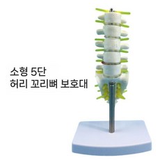 3B 모형 탈출증 척추 퇴행성 요추 A795 추간판 Scientific, 1. 소형오절요추대미골