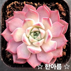 매혹적인 다육이 모음 다육식물 다육, 한아름다육식물