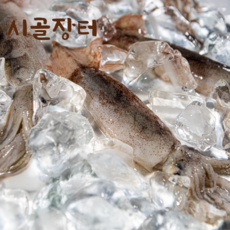 시골장터 냉동한치/ 총알한치, 1개, 냉동총알한치 500g(15-23미)