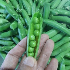 전북 고창 순창 껍질째 완두콩 500g 1kg 2kg 3kg, 1개